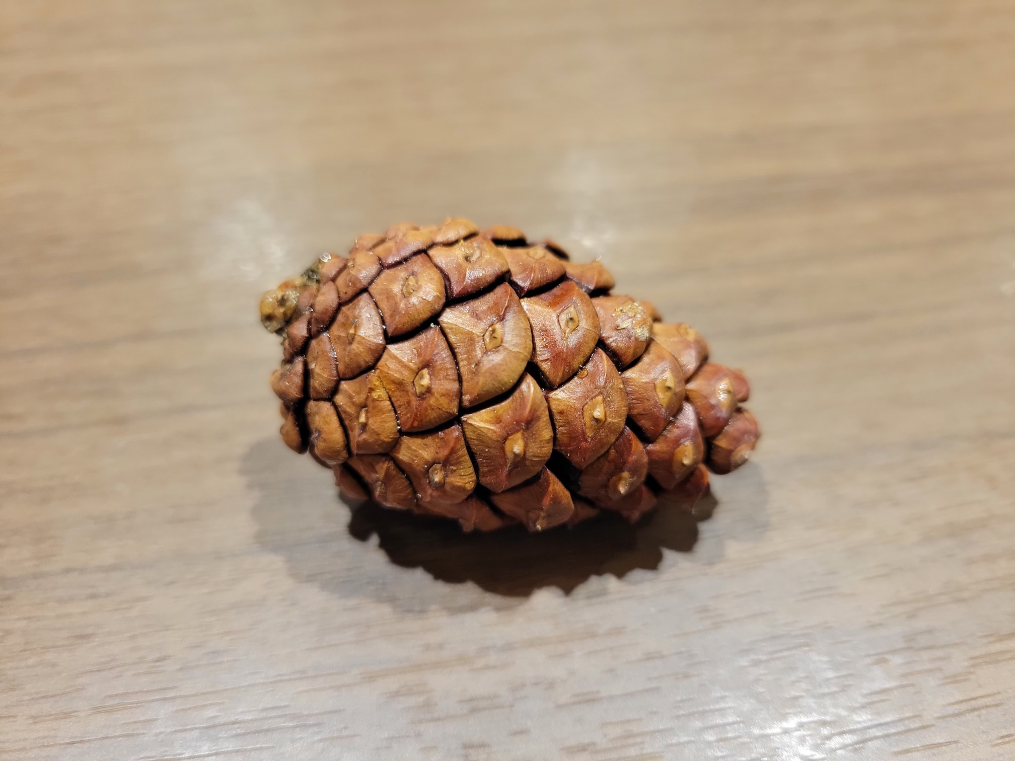 松ぼっくりの豆知識☝ | 埼玉ダイハツ販売株式会社